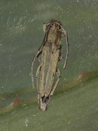 Opsilia coerulescens