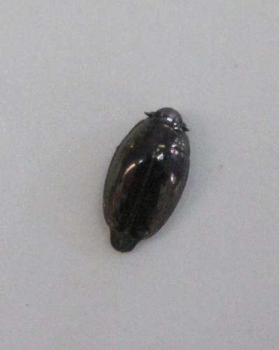 Gyrinus sp.