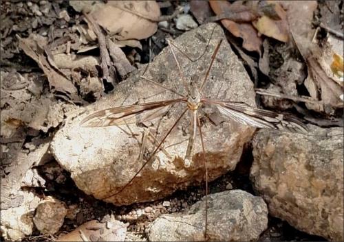 Réf. 233 030 : Tipula corsica