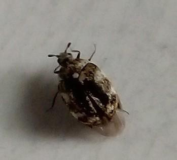 Réf. 233 130 : Anthrenus sp.