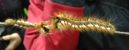 Réf. 233 140 : Euthrix potatoria
