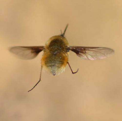 Bombylius sp.