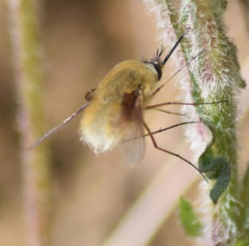 Bombylius sp.