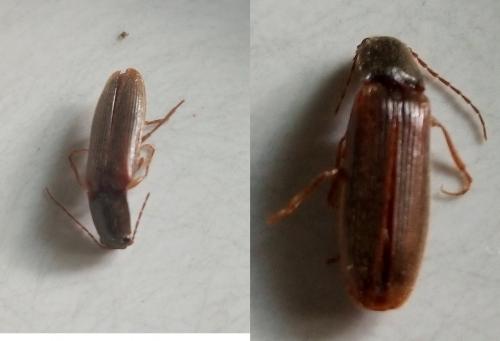 Réf. 233 325 : Athous sp.