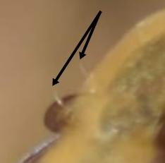Bombylius sp.
