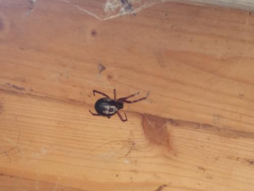 Réf. 233 801 : Steatoda nobilis