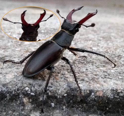 Réf. 233 953 : Lucanus cervus