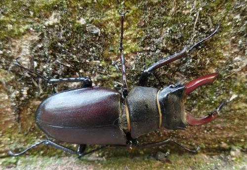 Lucanus cervus