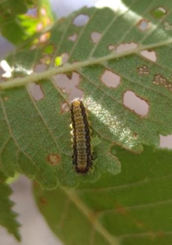 Xanthogaleruca luteola
