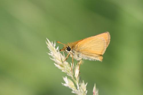 Réf. 233 057 : Thymelicus sp.