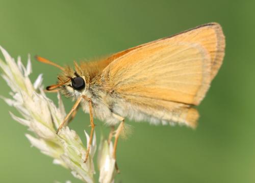 Réf. 233 060 : Thymelicus sp.