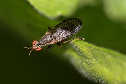 Euthycera alaris