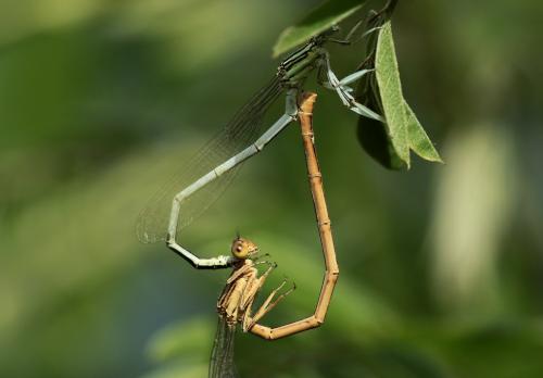 Platycnemis latipes