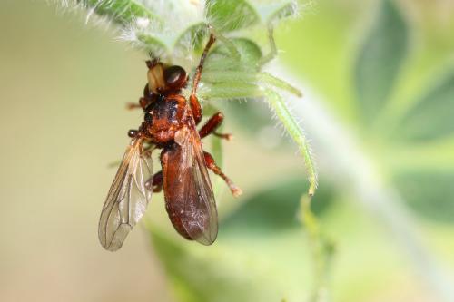Sicus ferrugineus