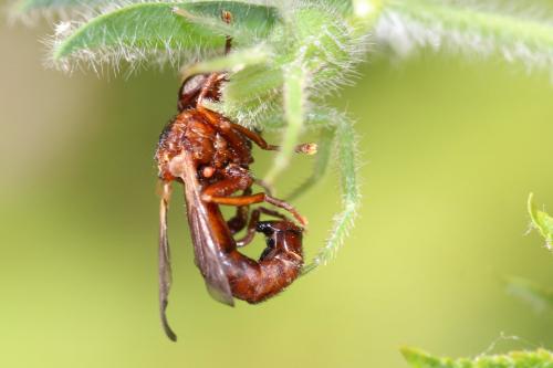 Réf. 233 848 : Sicus ferrugineus
