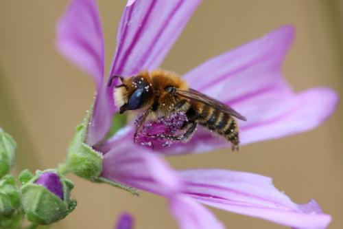 Réf. 233 942 : Hoplitis sp.