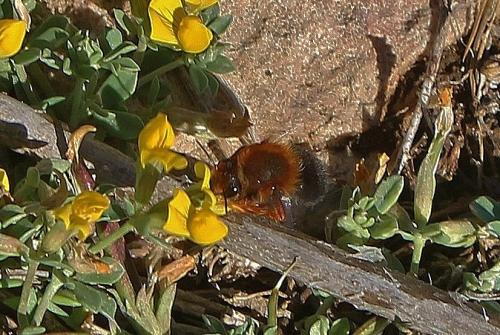 Megachile sicula
