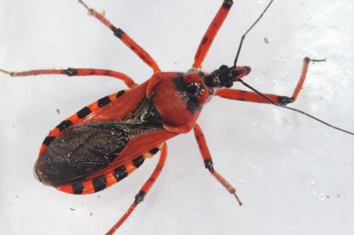 Réf. 233 785 : Rhynocoris sp.