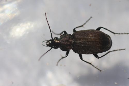 Réf. 233 841 : Chlaenius tristis