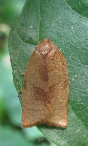 Réf. 233 120 : Cacoecimorpha pronubana