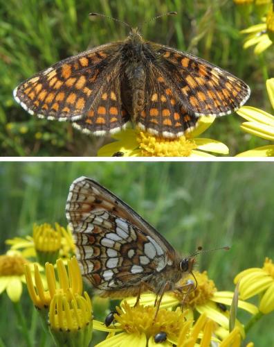 Melitaea aurelia