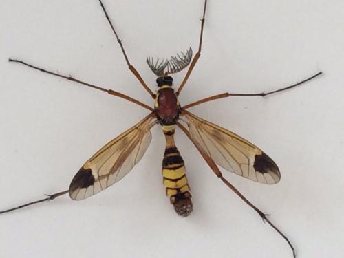 Réf. 233 557 : Ctenophora ornata