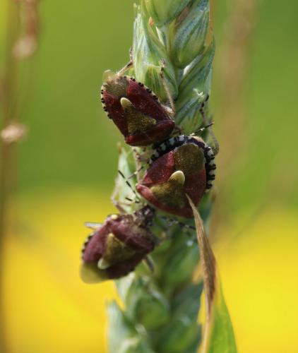 Réf. 233 630 : Dolycoris baccarum