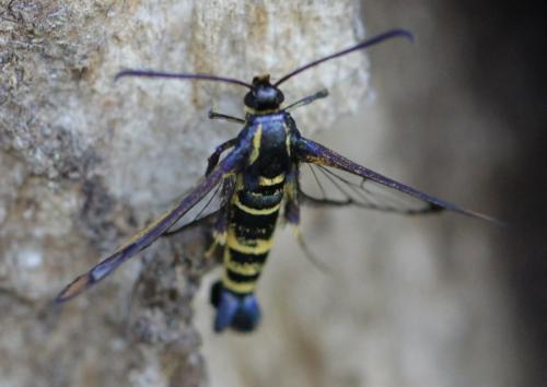 Réf. 233 500 : Synanthedon conopiformis