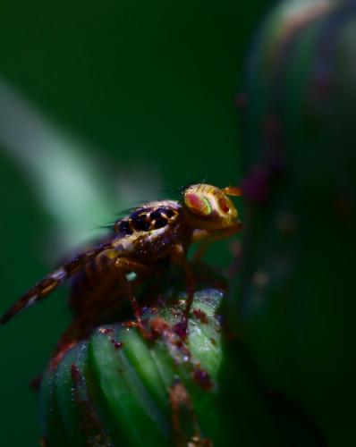 Réf. 233 701 : Goniglossum wiedemanni