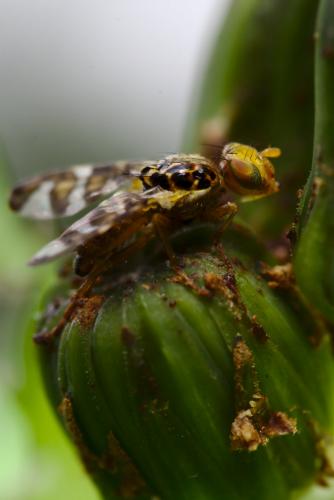 Goniglossum wiedemanni