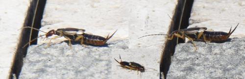 Forficula auricularia