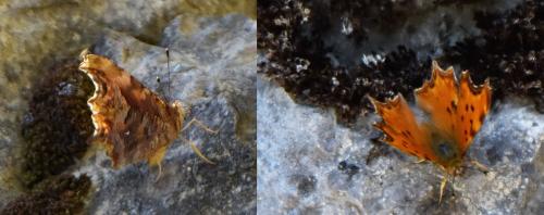 Polygonia egea