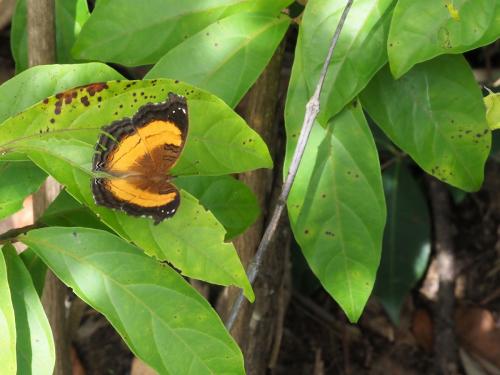 Junonia terea