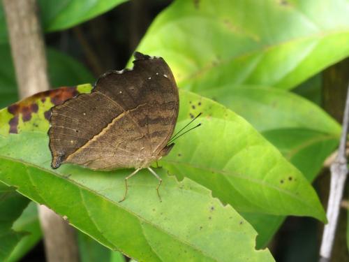 Réf. 233 234 : Junonia terea