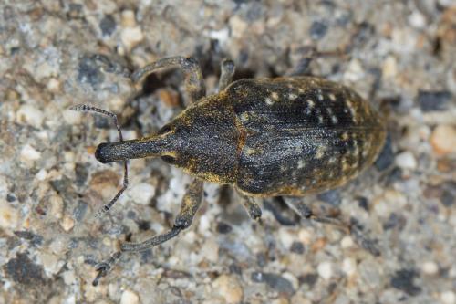 Réf. 233 416 : Larinus sturnus