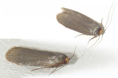 Achroia grisella