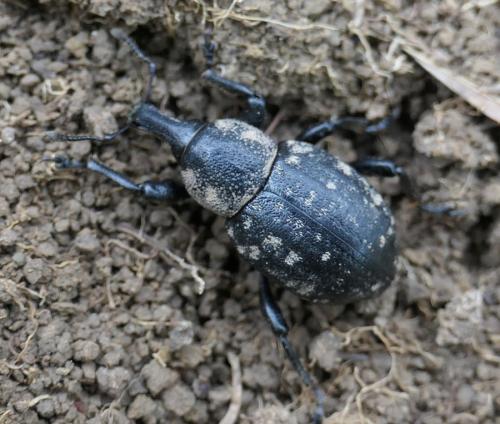 Liparus germanus