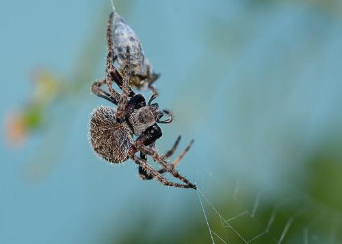 Réf. 233 452 : Neoscona sp.