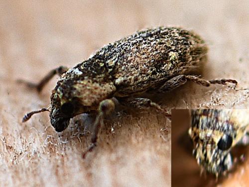 Microlarinus lypriformis