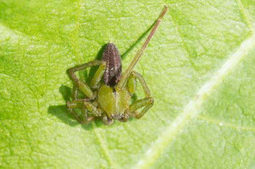 Micrommata ligurina