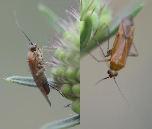 Réf. 233 810 : Plagiognathus fulvipennis