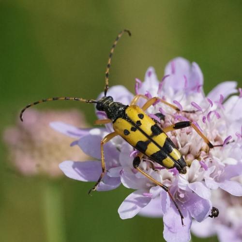 Rutpela maculata