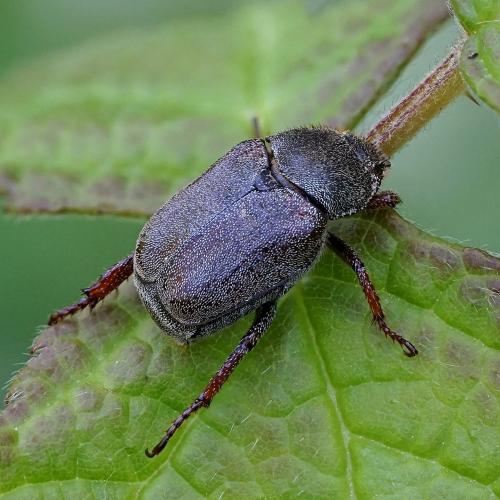 Réf. 233 388 : Hoplia philanthus