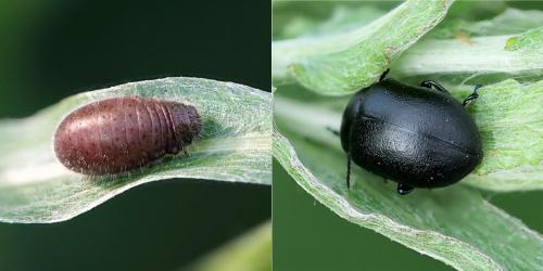 Chrysolina fuliginosa
