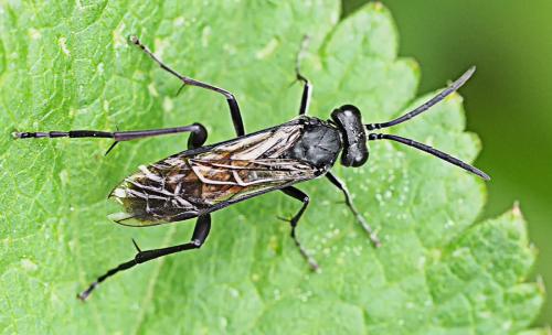 Macrophya annulata