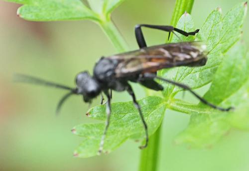 Réf. 233 271 : Macrophya annulata
