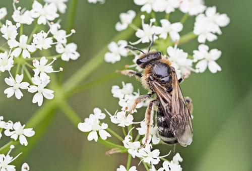 Lasioglossum laevigatum