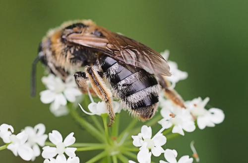 Lasioglossum laevigatum