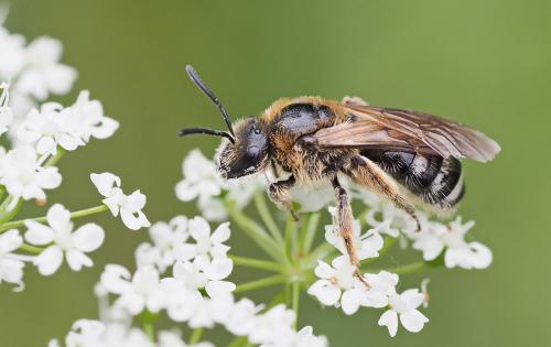 Lasioglossum laevigatum