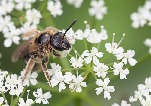 Lasioglossum laevigatum